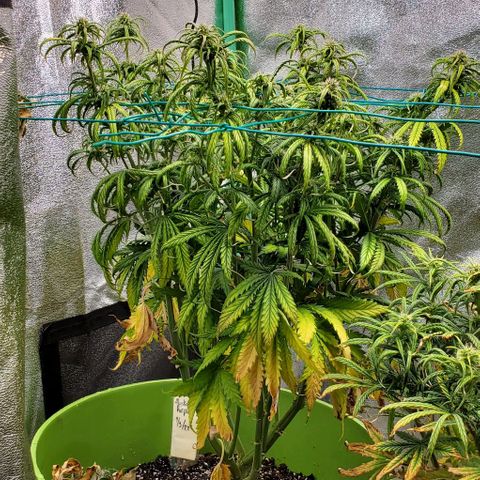 Lofty Moose growlog photo: Just watered, she's being dramatic