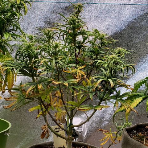 Liz Lemon growlog timeline photo