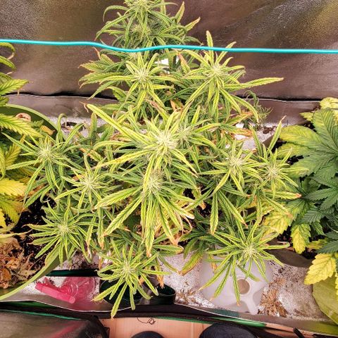 Liz Lemon growlog timeline photo