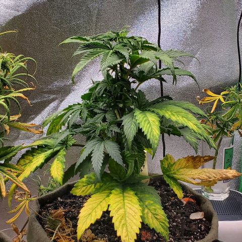 Princess Peach growlog timeline photo