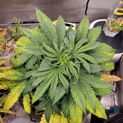 Princess Peach growlog timeline photo