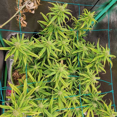 Lofty Moose growlog timeline photo