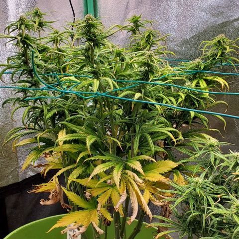 Lofty Moose growlog timeline photo