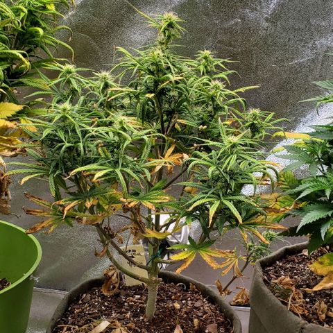 Liz Lemon growlog timeline photo