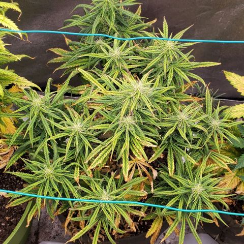 Liz Lemon growlog timeline photo