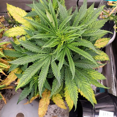 Princess Peach growlog timeline photo