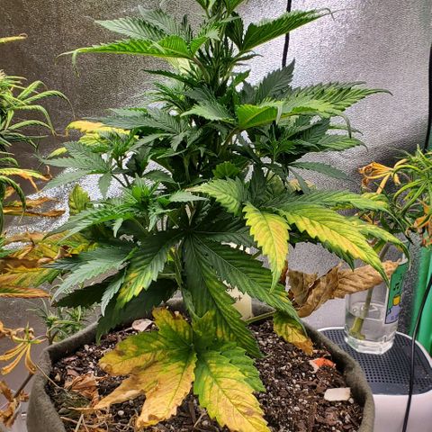 Princess Peach growlog timeline photo