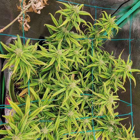 Lofty Moose growlog timeline photo