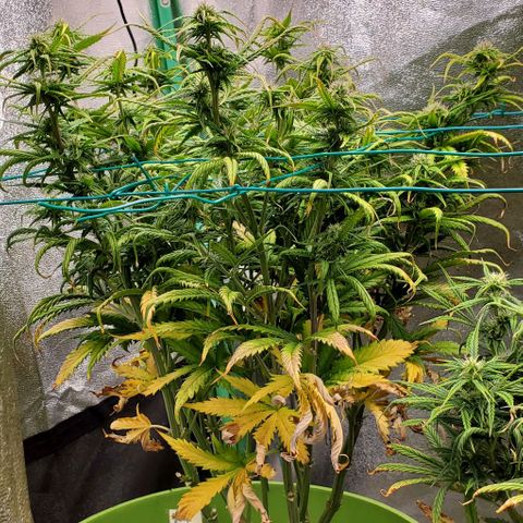 Lofty Moose growlog timeline photo
