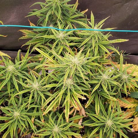 Liz Lemon growlog timeline photo
