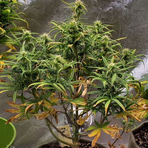 Liz Lemon growlog timeline photo
