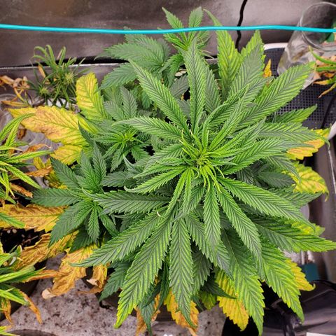 Princess Peach growlog timeline photo