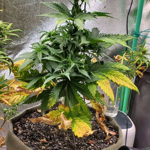 Princess Peach growlog timeline photo