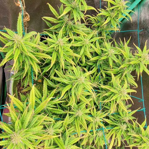 Lofty Moose growlog timeline photo
