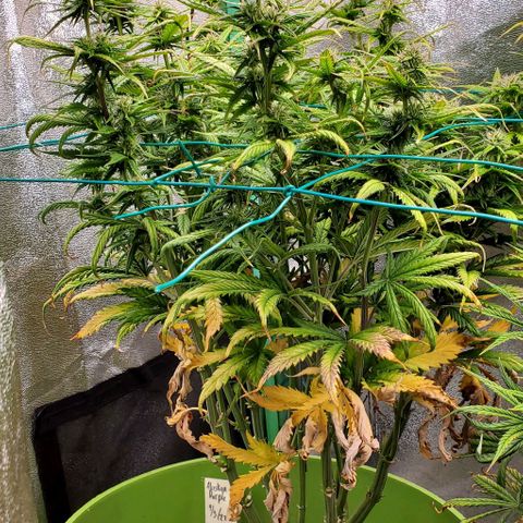 Lofty Moose growlog timeline photo