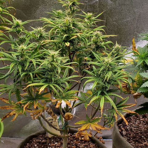 Liz Lemon growlog timeline photo
