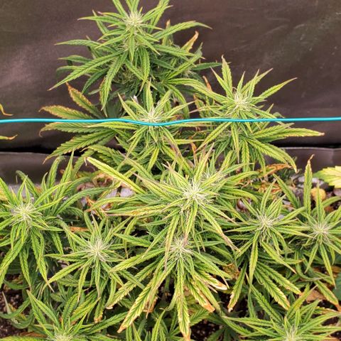 Liz Lemon growlog timeline photo