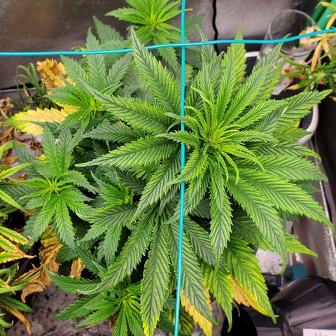 Princess Peach growlog timeline photo