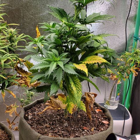 Princess Peach growlog timeline photo