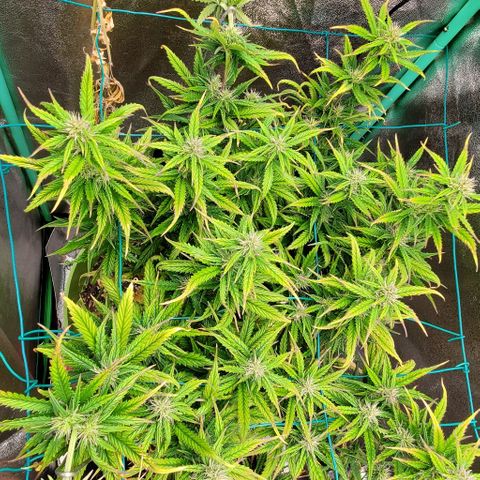 Lofty Moose growlog timeline photo