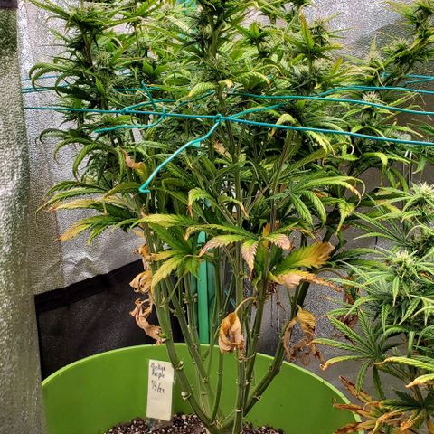 Lofty Moose growlog timeline photo