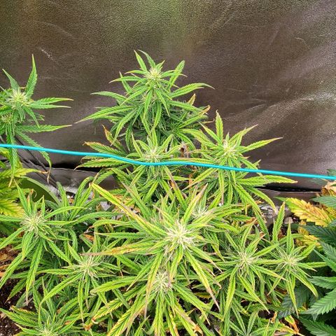 Liz Lemon growlog timeline photo