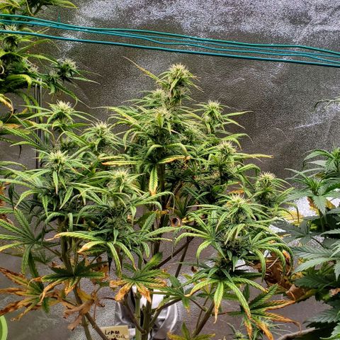 Liz Lemon growlog timeline photo