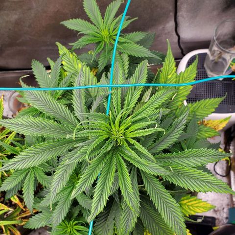 Princess Peach growlog timeline photo