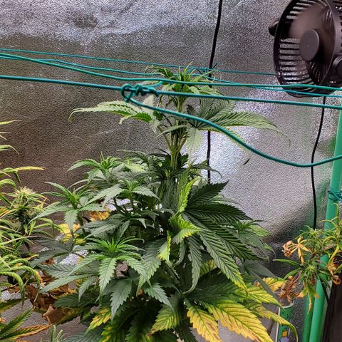 Princess Peach growlog timeline photo