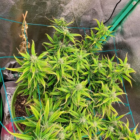 Lofty Moose growlog timeline photo