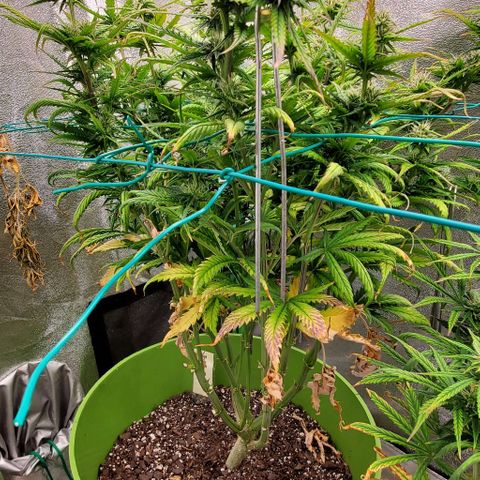 Lofty Moose growlog timeline photo