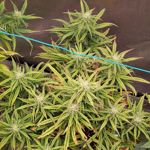 Liz Lemon growlog timeline photo