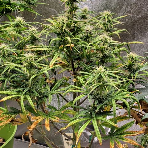 Liz Lemon growlog timeline photo