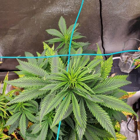 Princess Peach growlog timeline photo