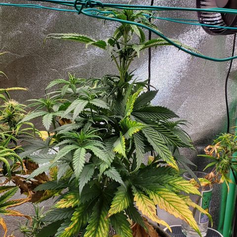 Princess Peach growlog timeline photo