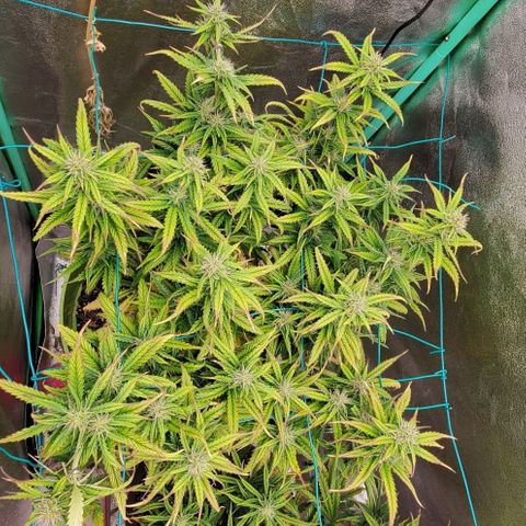 Lofty Moose growlog timeline photo