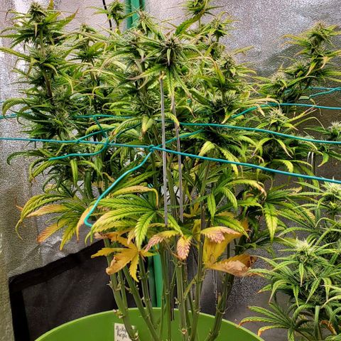 Lofty Moose growlog timeline photo