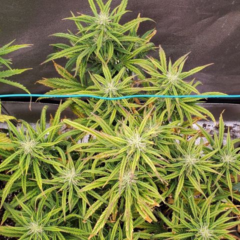 Liz Lemon growlog timeline photo