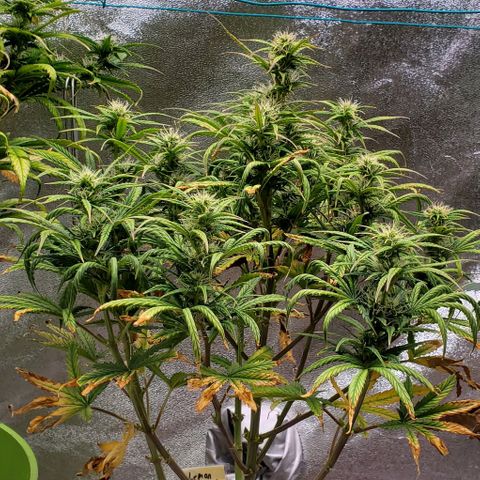 Liz Lemon growlog timeline photo