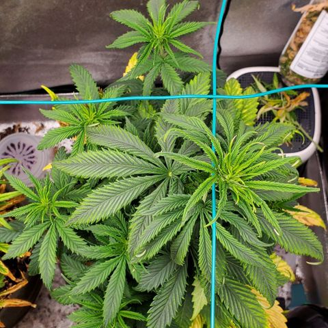 Princess Peach growlog timeline photo