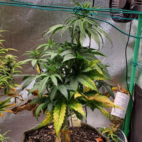 Princess Peach growlog timeline photo