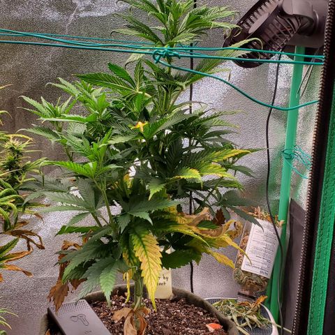 Princess Peach growlog timeline photo