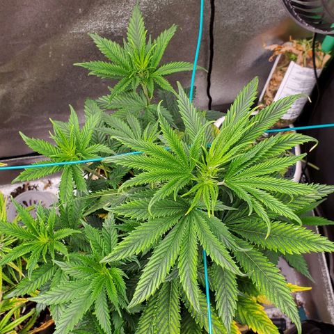 Princess Peach growlog timeline photo