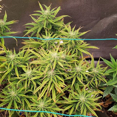 Liz Lemon growlog timeline photo