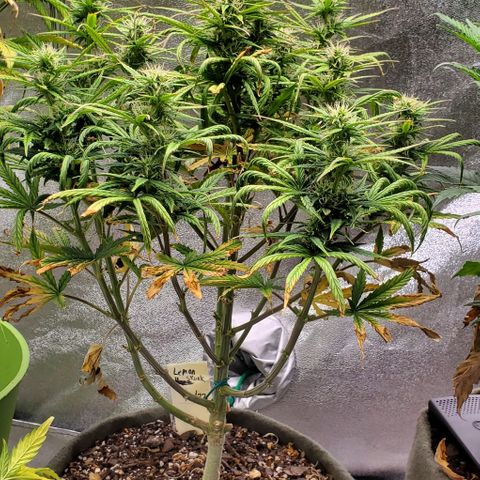 Liz Lemon growlog timeline photo