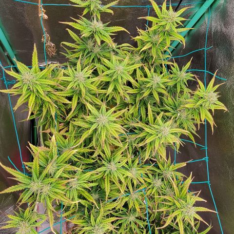 Lofty Moose growlog timeline photo