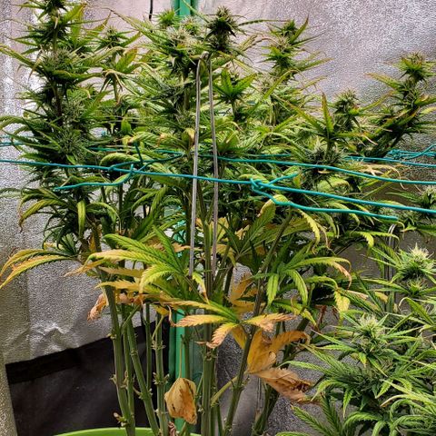 Lofty Moose growlog timeline photo