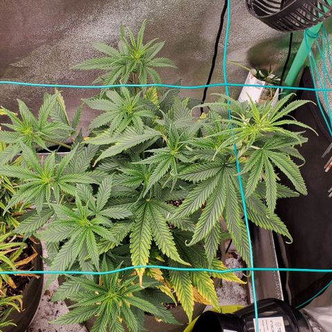 Princess Peach growlog timeline photo