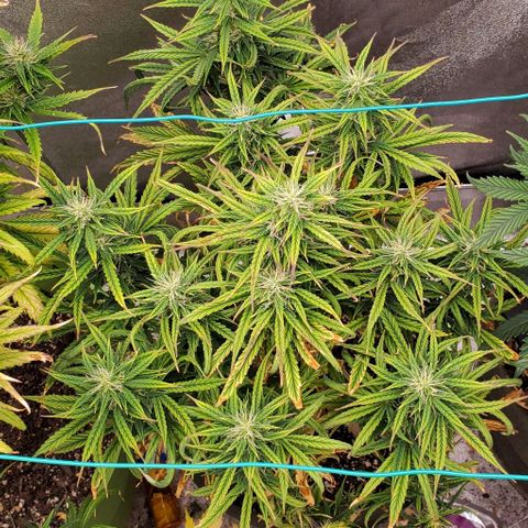 Liz Lemon growlog timeline photo