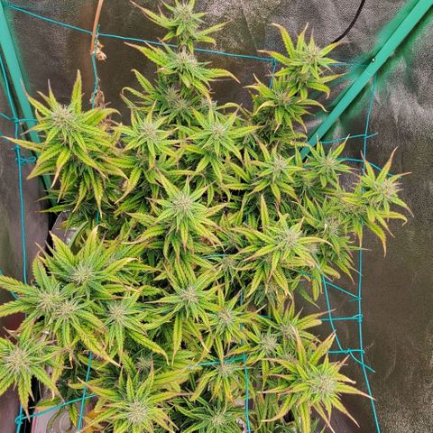 Lofty Moose growlog timeline photo